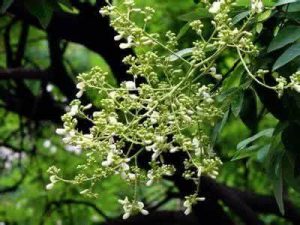 槐花：枝头槐花别样娇，凉血止血有高招，裕亨中药谈槐花？插图