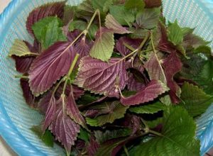 紫苏叶中药属性详解：解表散寒功效、理气和胃作用及风寒感冒适用方剂插图2