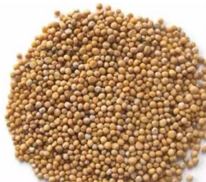 炒白芥子：独特属性蕴含的健康功效，特色方剂分享？插图1