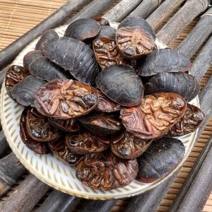 土鳖虫中药属性详解：功效与作用分析及常用方剂汇总插图1