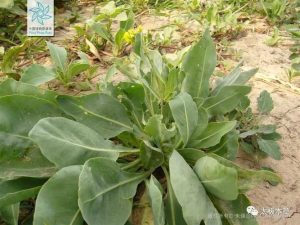 大青叶中药：清热解毒功效解析，性味属性特征及对症治疗方剂插图3