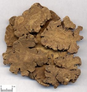 酒川芎：领略独特属性，挖掘其背后的强效方剂？插图1