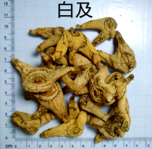 兰科白及草药介绍
