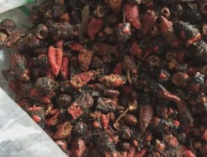 红娘虫中药：性味归经属性、功效作用解析及对症方剂参考插图1