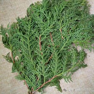 侧柏叶中药：凉血止血核心功效，药材形态属性与临床常用方剂插图1