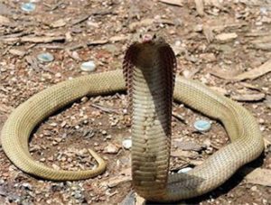 眼镜蛇中药属性指南：药用功效、功能特点及主治方向插图1