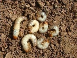 蛴螬中药：生物形态属性、主要功效作用与常用方剂整理插图2