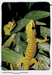 壁虎中药全解析：生活习性属性、功效作用及主治病症