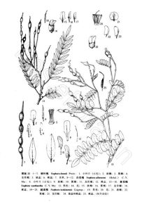 豆科越南槐草药介绍：功效与使用方法全解析插图2