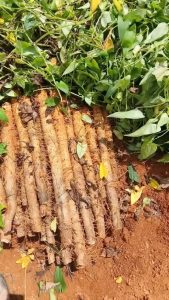 薯蓣科薯蓣草药介绍​插图2