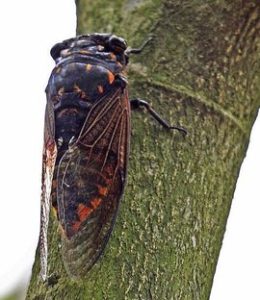 蚱蝉中药：药材属性分类、核心功效作用及实用方剂整理