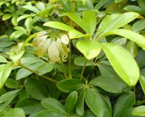 石楠叶中药：祛风湿功效作用，性味归经属性及关节病症适用方剂插图2