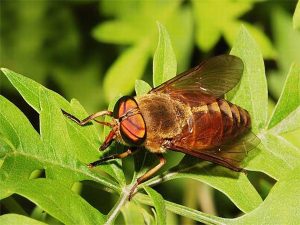 虻虫中药属性详解：药用功效、临床作用及经典方剂参考插图1