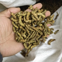 僵蚕中药属性详解：炮制属性、核心功效作用及经典方剂汇总