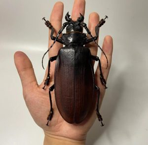 天牛中药：药材属性分类、核心功效作用及实用方剂参考插图2