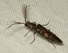 叩头虫中药：药材属性分类、主要功效作用及常用方剂整理插图1