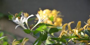 金银花：小小银花绽奇能，清热解毒有良方，裕亨中药全解析？插图1