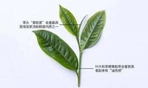 枇杷叶中药：润肺止咳功效，炮制属性特点与化痰平喘方剂推荐插图2