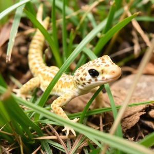 壁虎中药全解析：生活习性属性、功效作用及主治病症插图1