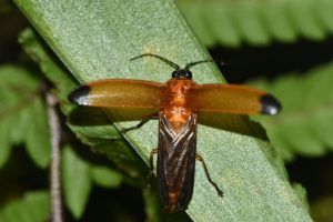 萤火虫中药属性与功效作用：生物属性、药用价值及方剂参考插图2