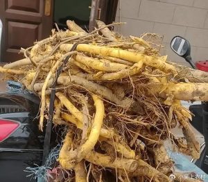 柘树根皮：根皮属性与药用价值，特色方剂全攻略?插图1