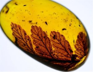 琥珀中药的属性、功效与作用及方剂搭配全览？插图