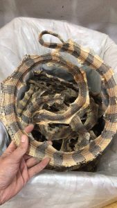 金环蛇中药解析：毒性属性、功能特点及主治病症介绍插图2