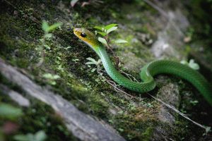 乌梢蛇中药百科：属性特征、功效作用及主治病症详解插图2