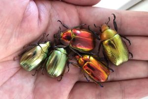 金龟子中药：生物形态属性、药用功效与作用及实用方剂推荐