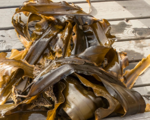 海带：全面解析其独特属性，功能主治、药材性状及多样食用方法？插图