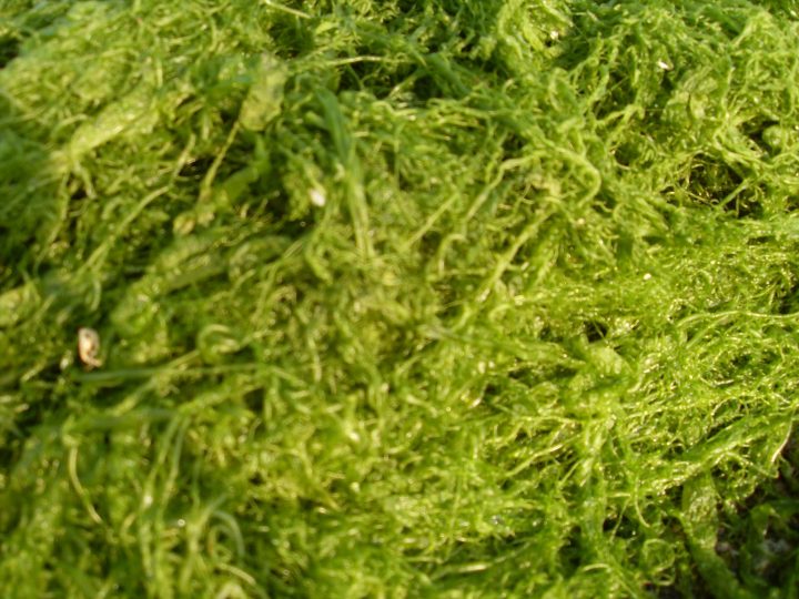 浒苔科普指南：属性特色、功能主治、药材性状及新颖食用法？