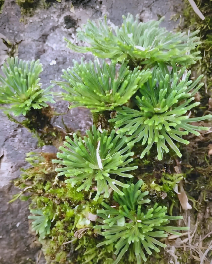 卷柏：探索属性特性，解锁功能主治、药材性状及新奇食用法？