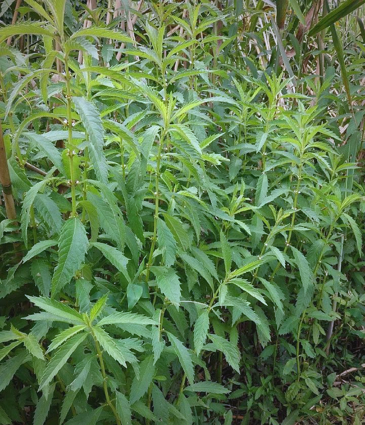 泽兰：洞察属性特点，掌握功能主治、药材性状与食用秘籍？