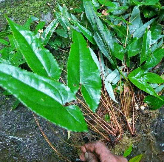 淫羊藿中药：补肾阳功效解析，性味属性特征及强筋健骨经典方剂插图1