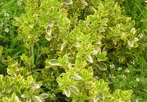 d01373f082025aaf60fd56b9f4edab64024f1af0 杨木知识科普:属性解读、功能主治、药材性状及常用方剂?