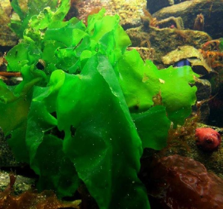 石莼：探秘属性，解析功能主治、药材性状与食用窍门大全？