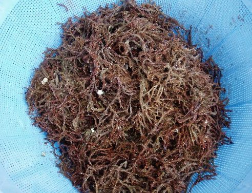 海人草探秘：从属性出发，看功能主治、药材性状与食用指南？