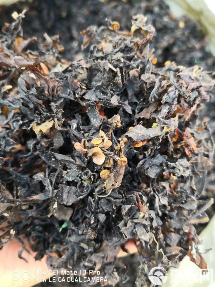 褐藻：详析属性，解锁功能主治、药材性状背后的食用之道？插图