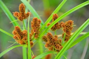 莎草科莎草草药介绍​插图2