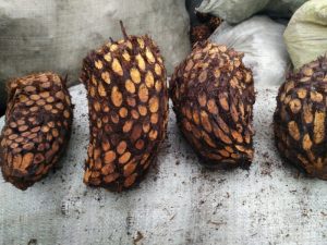 鳞毛蕨科粗茎鳞毛蕨草药介绍：功效与使用方法全解析插图2