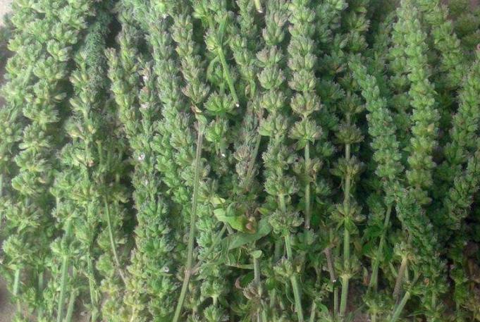 芥穗：解析属性要点，知晓功能主治、药材性状及特色食用方式？