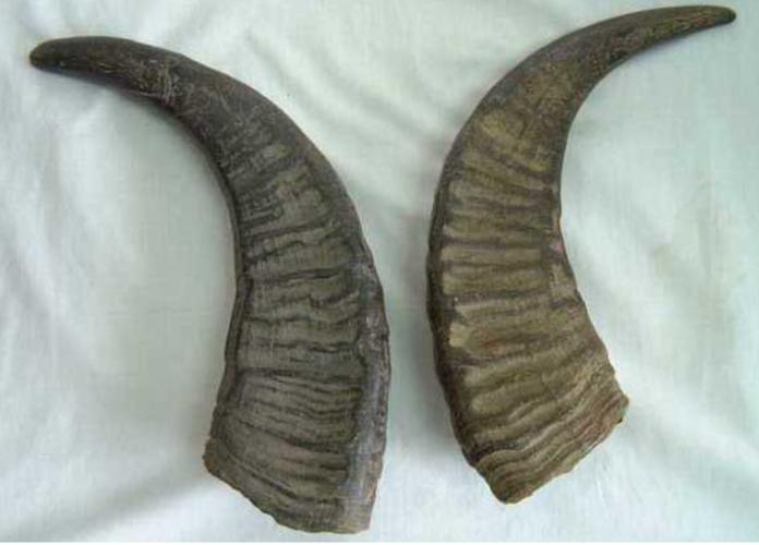 羚羊角：羚羊角中药属性独特在哪？性状、主治症状，方剂选用思路？