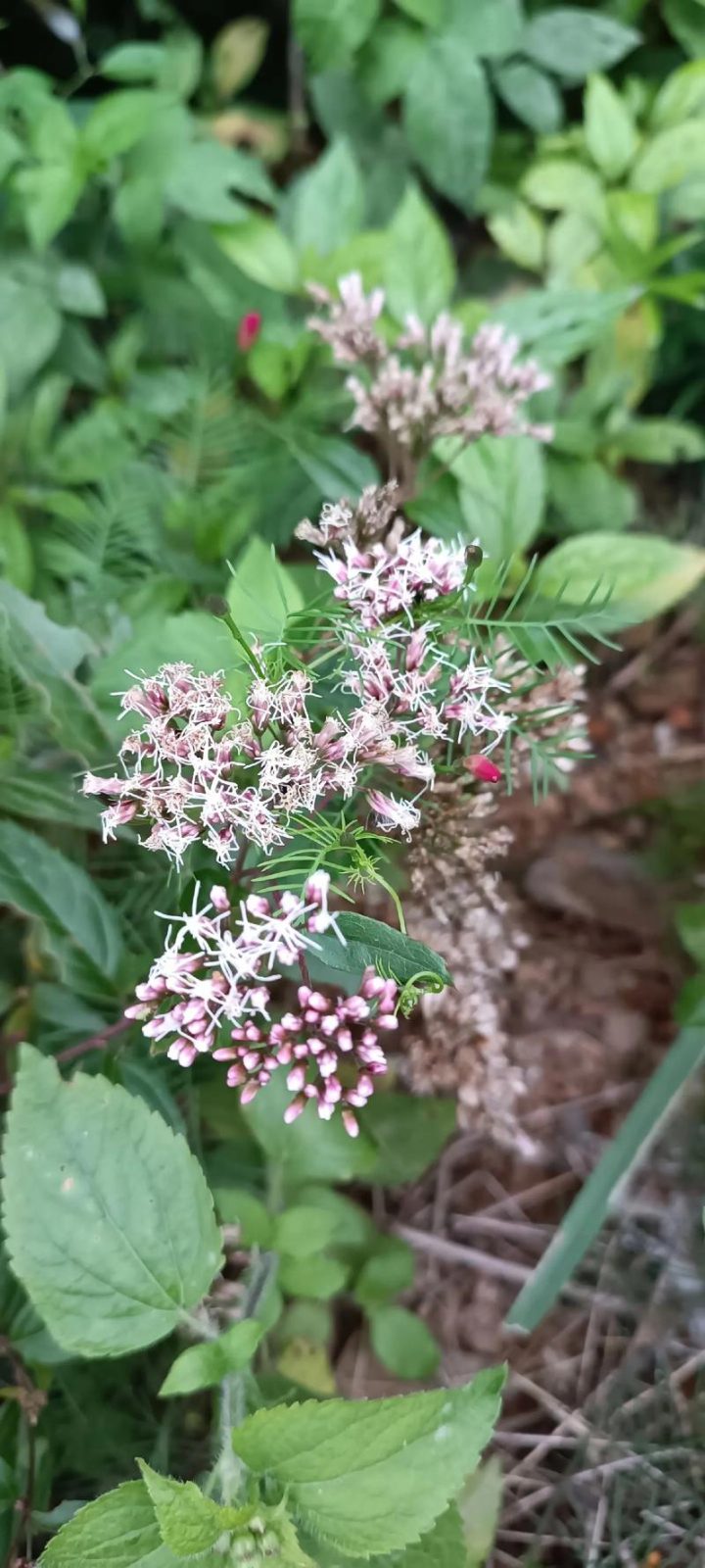 佩兰:洞察属性特色,解读功能主治、药材性状及传统食用法?插图 佩兰:洞察属性特色,解读功能主治、药材性状及传统食用法?插图