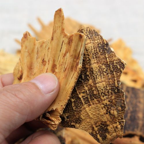 鳖甲:鳖甲作为中药,属性、性状几何?主治症状,方剂选用门道?插图 鳖甲:鳖甲作为中药,属性、性状几何?主治症状,方剂选用门道?插图