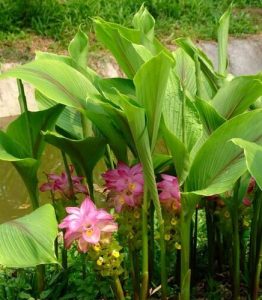 姜科蓬莪术等草药介绍​