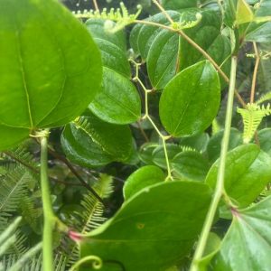 百合科光叶菝葜草药介绍​