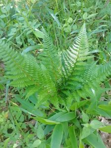 鳞毛蕨科粗茎鳞毛蕨草药介绍：功效与使用方法全解析插图1