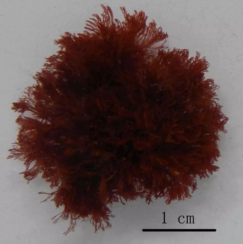 红藻的奇妙解析：属性、功能主治、药材性状与创意食用方法？