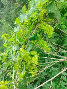 薯蓣科薯蓣草药介绍​插图1