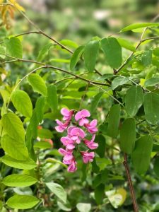 豆科越南槐草药介绍：功效与使用方法全解析插图1